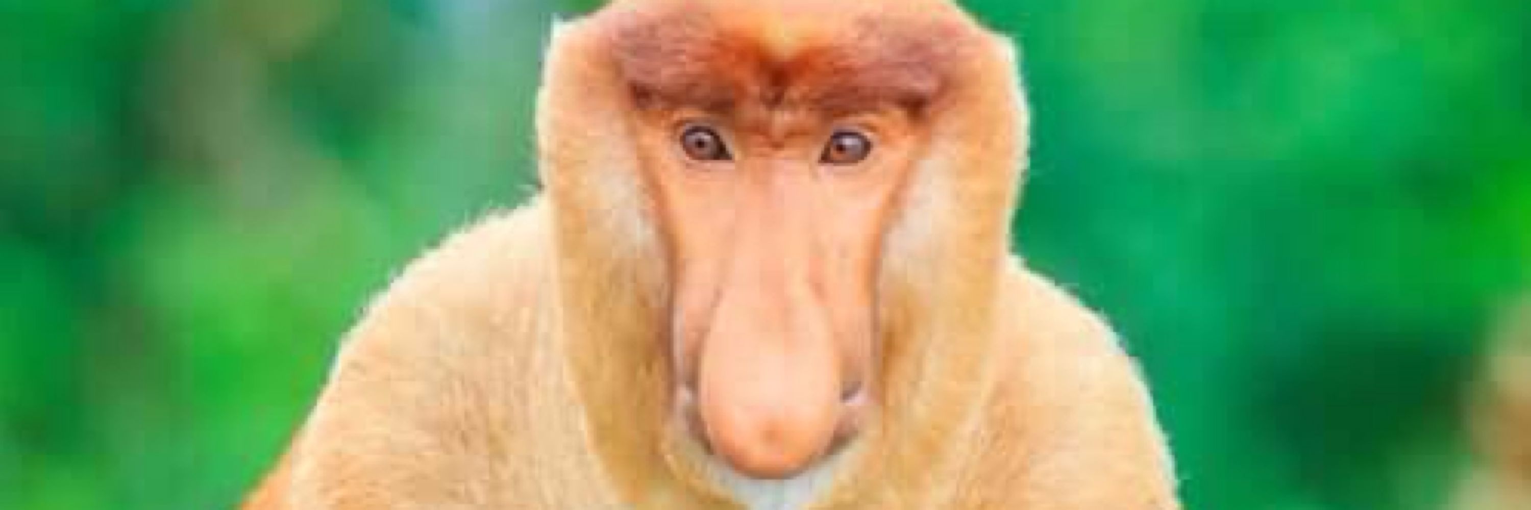 o dan