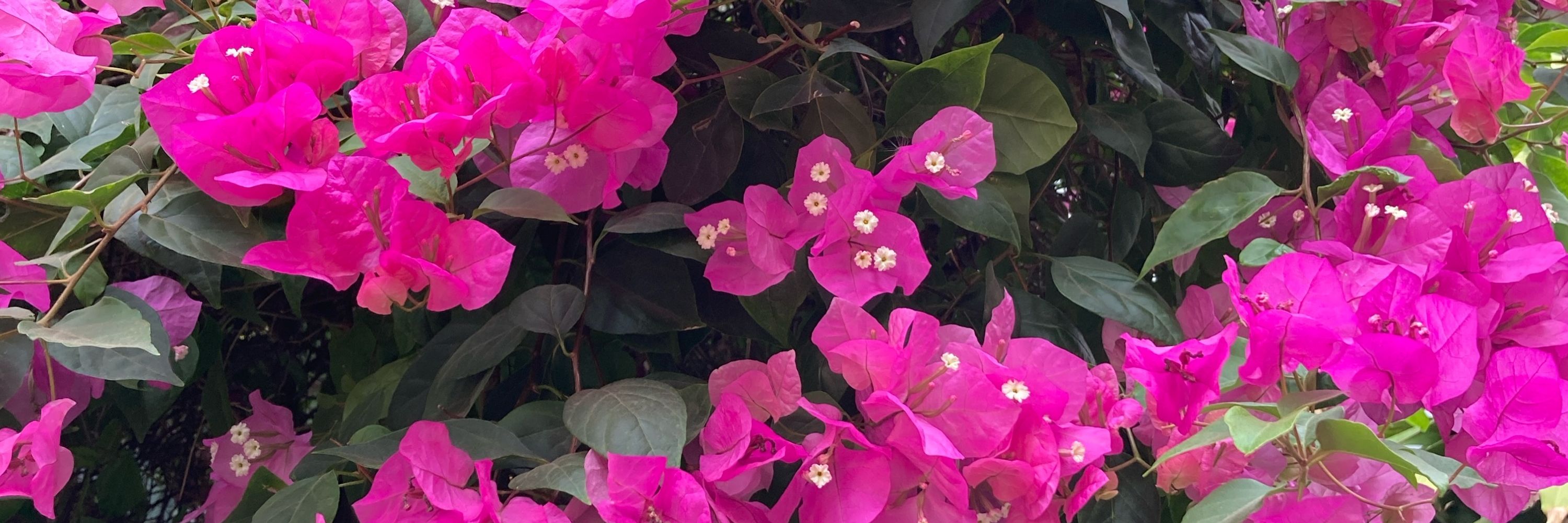 Xiangyue_17