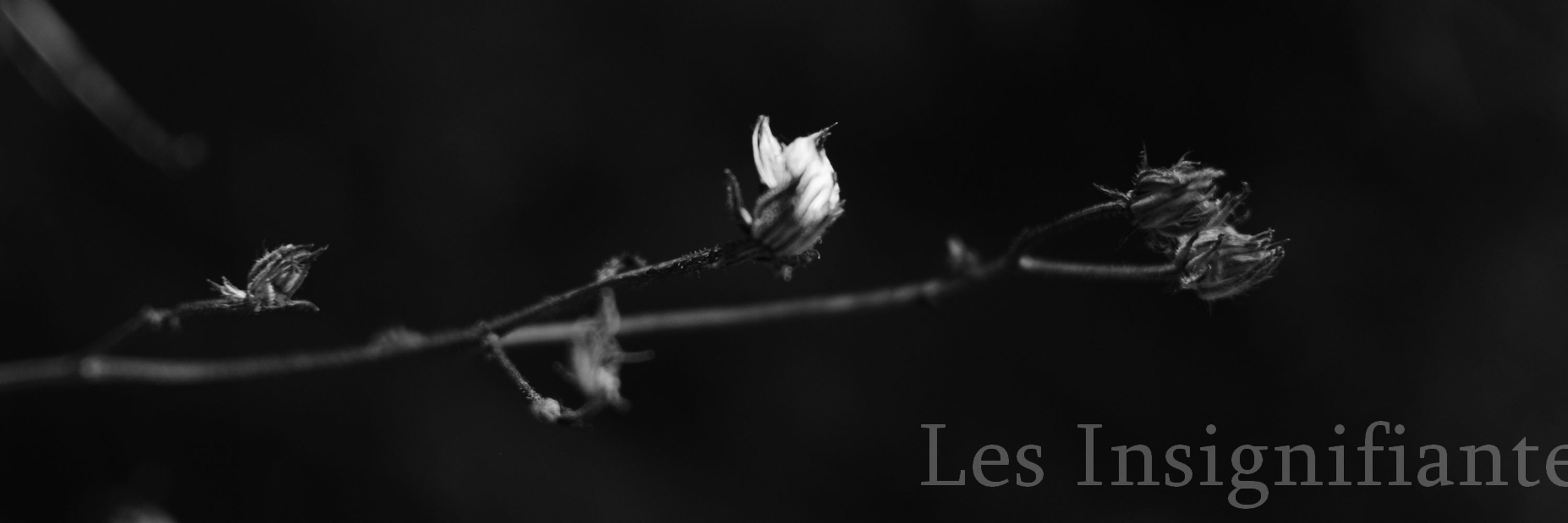 Perle Vallens