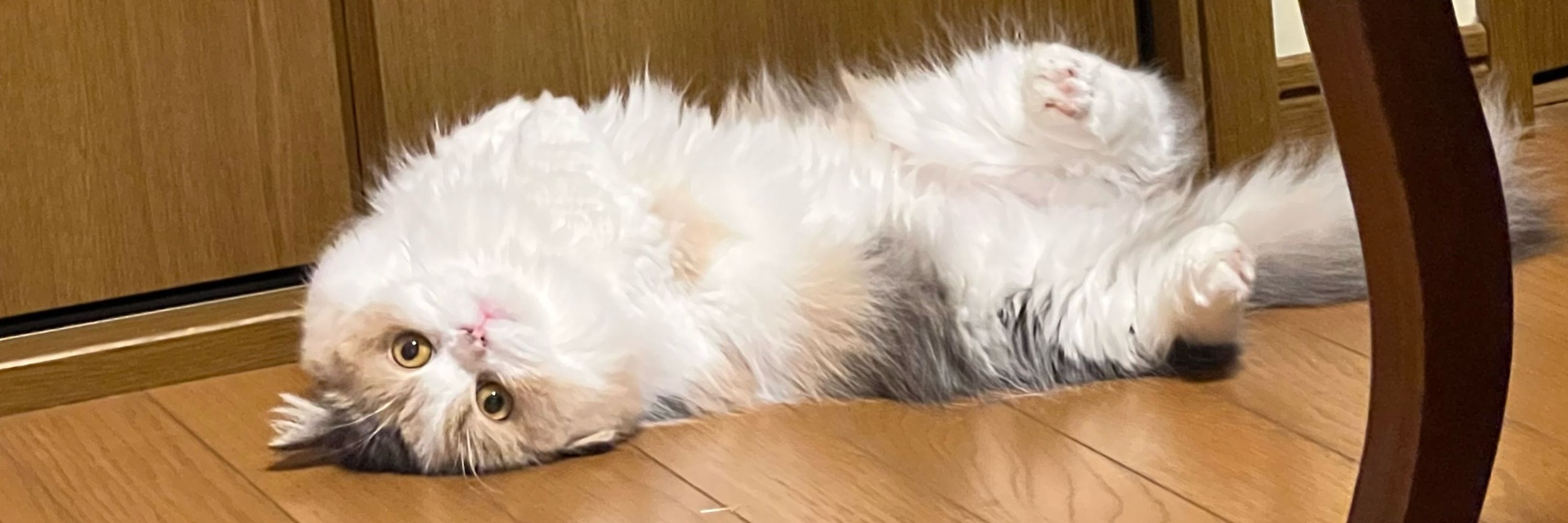 とと