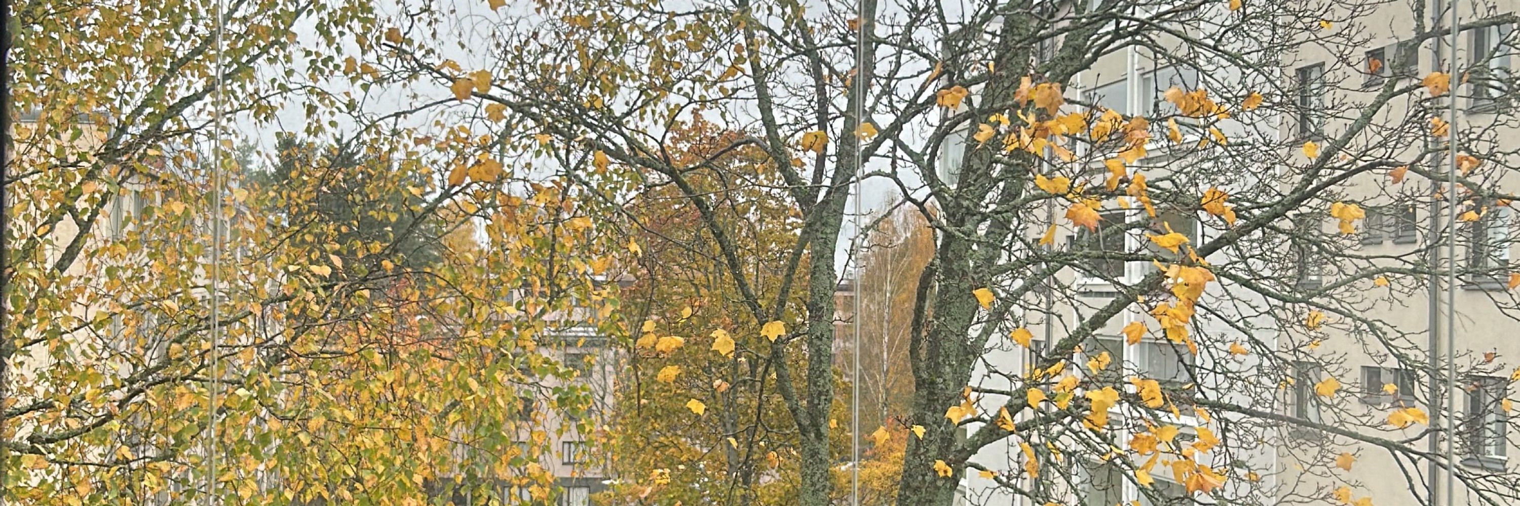 Camui
