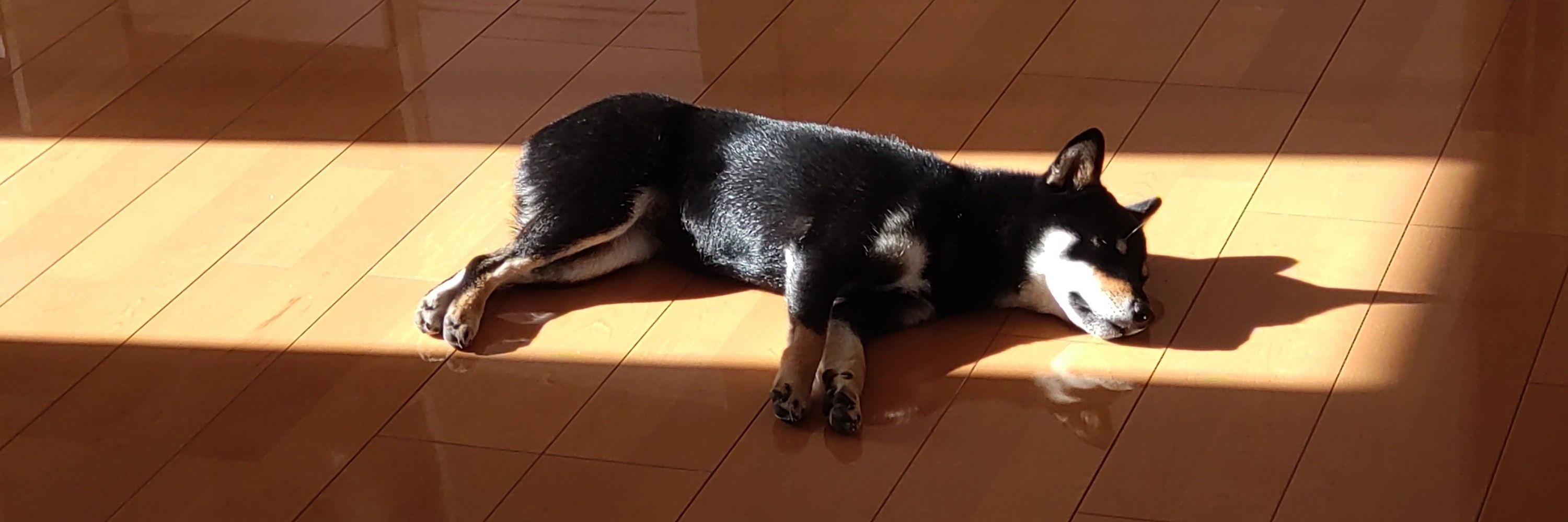 黒柴しおり