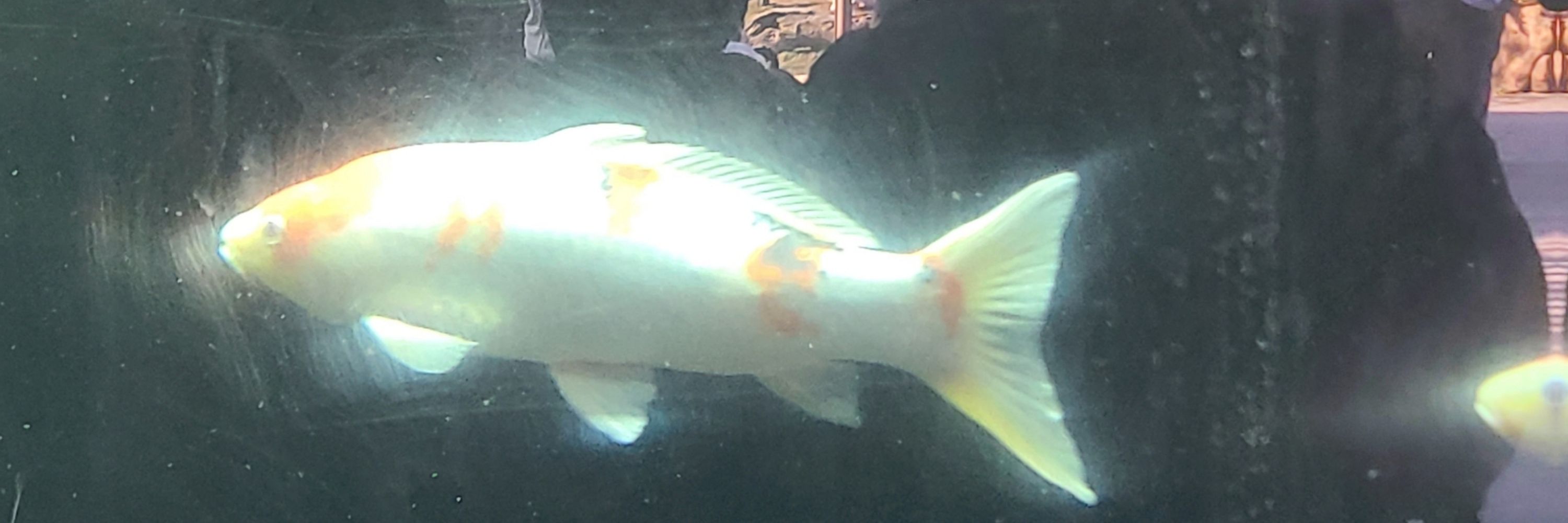 검고