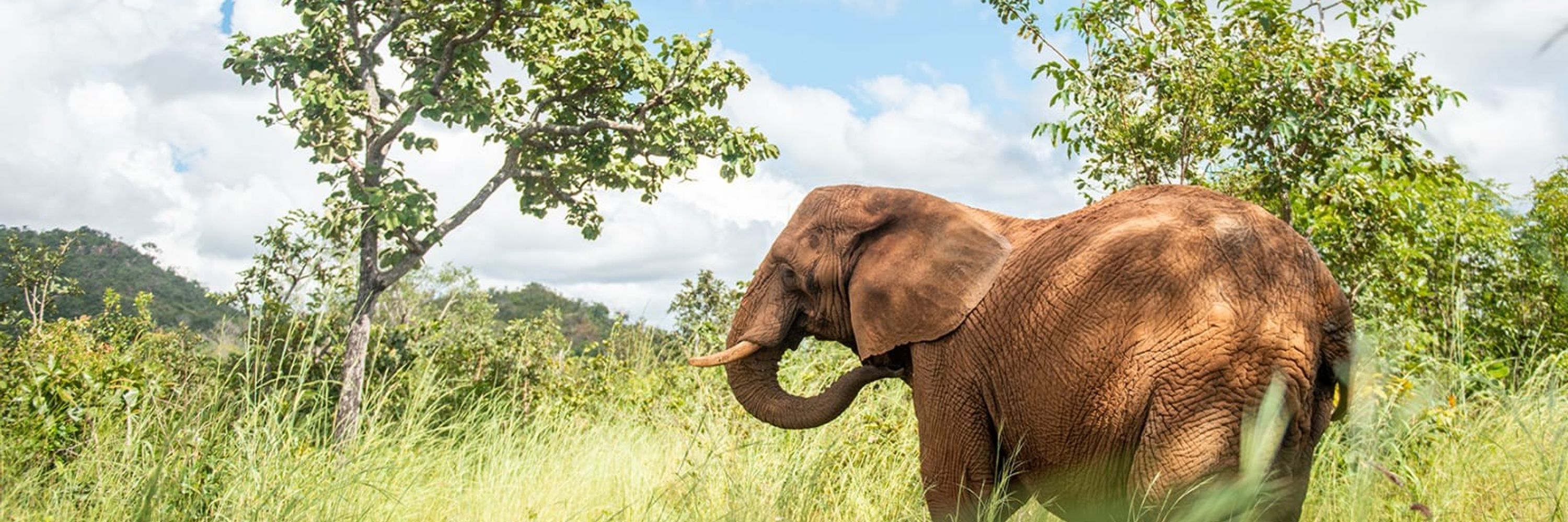 Global Sanctuary for Elephants