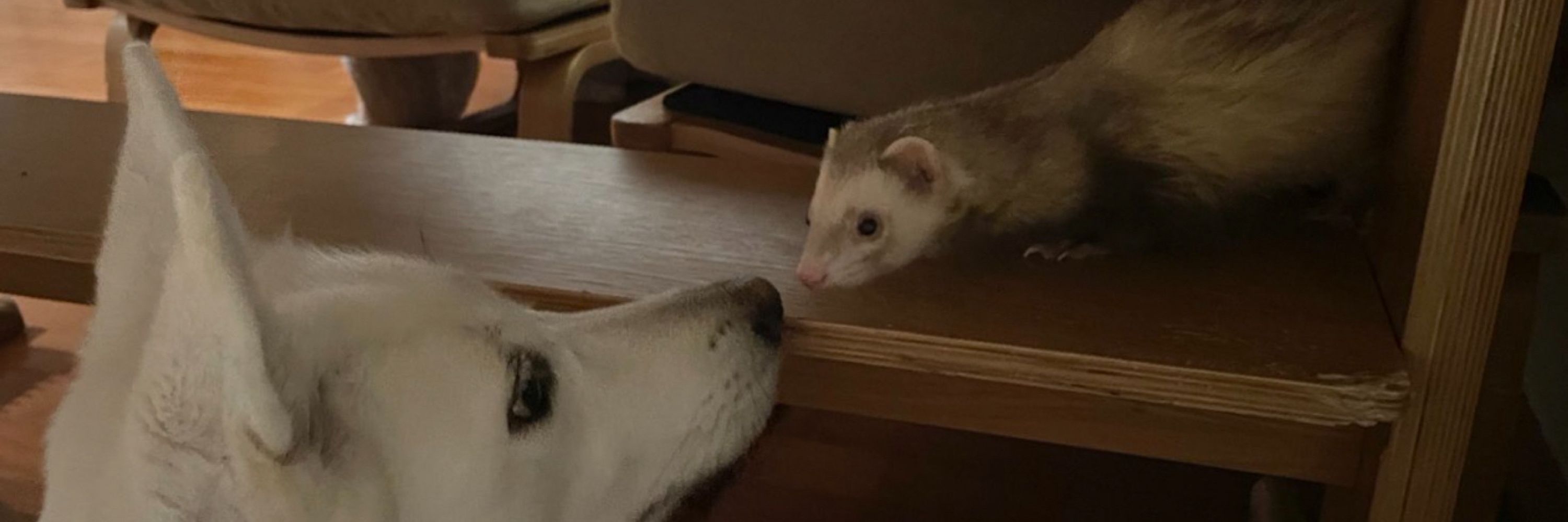 지니아갓쉬🦭