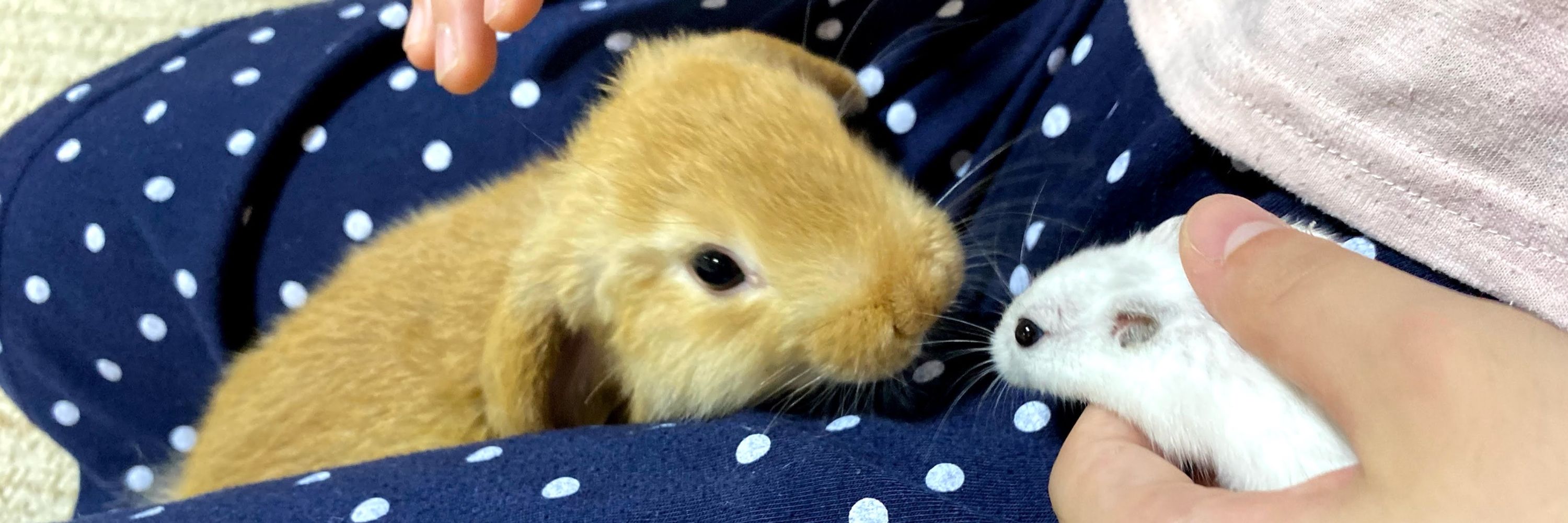 おつゆん