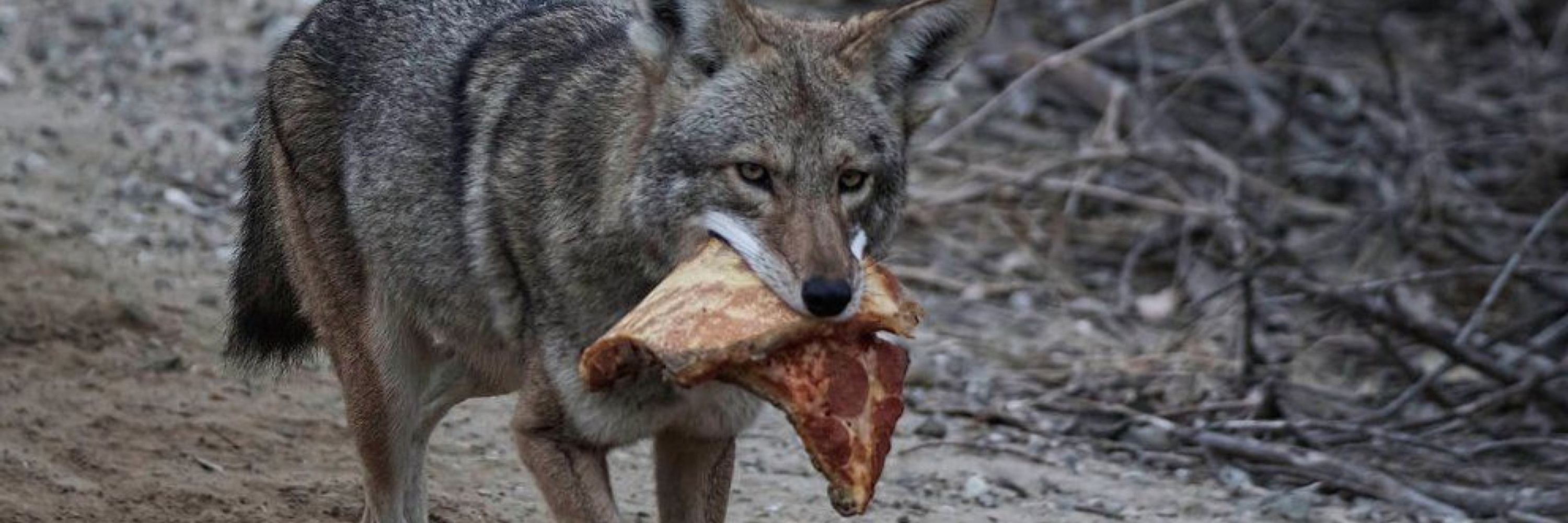Quiyote