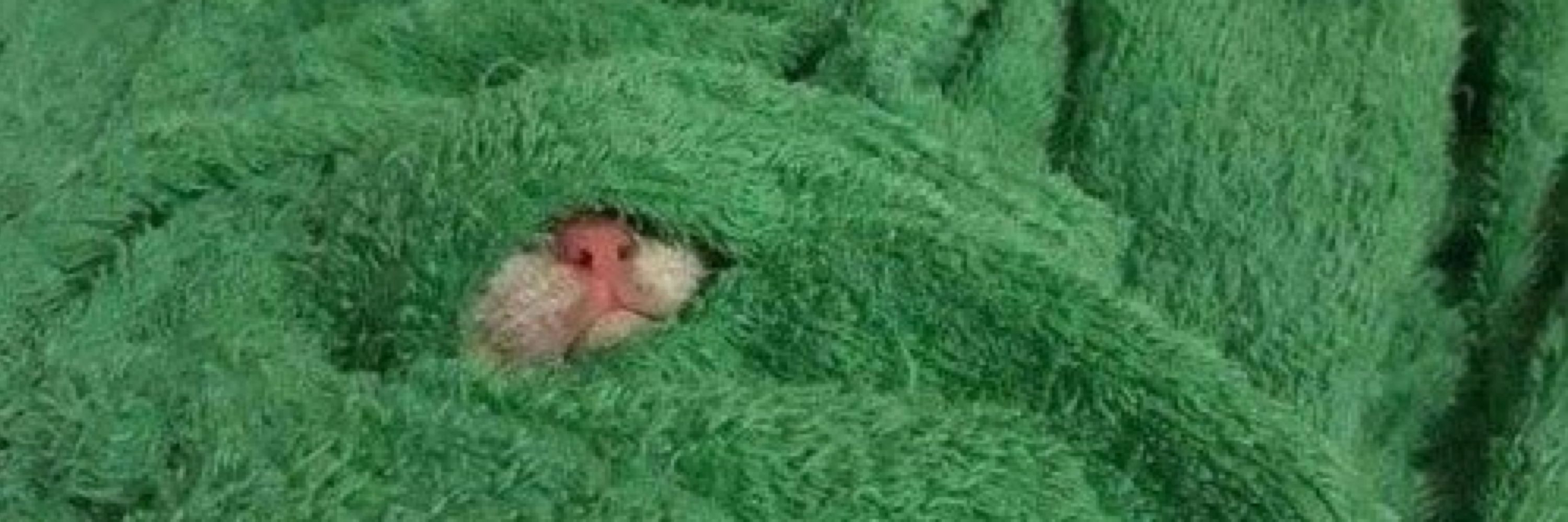 까만사리