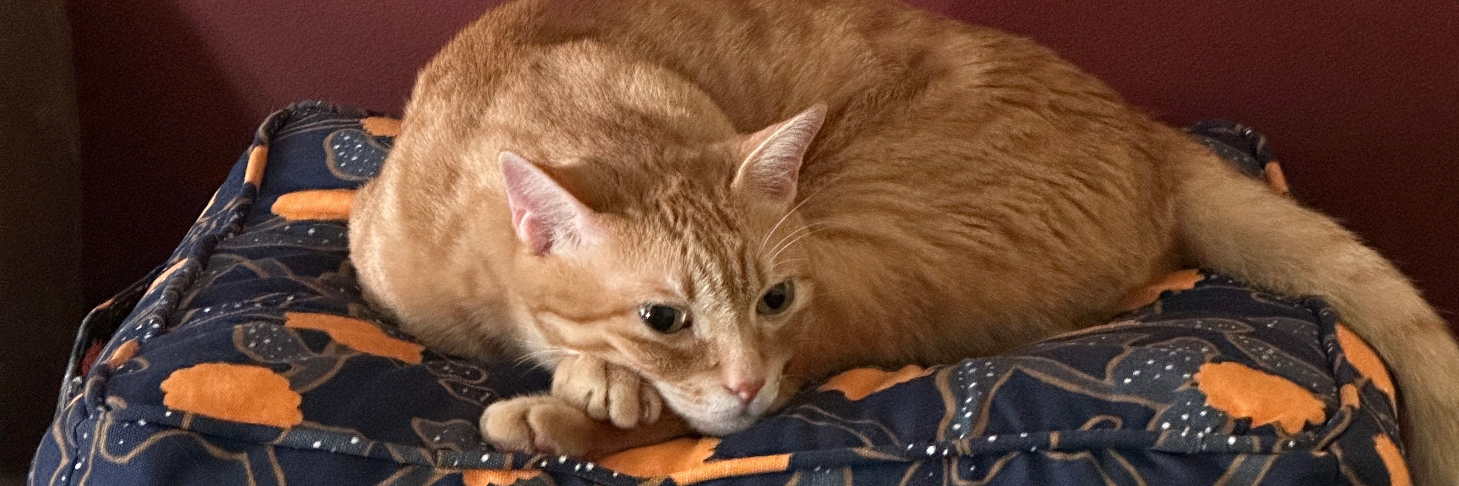 Luis