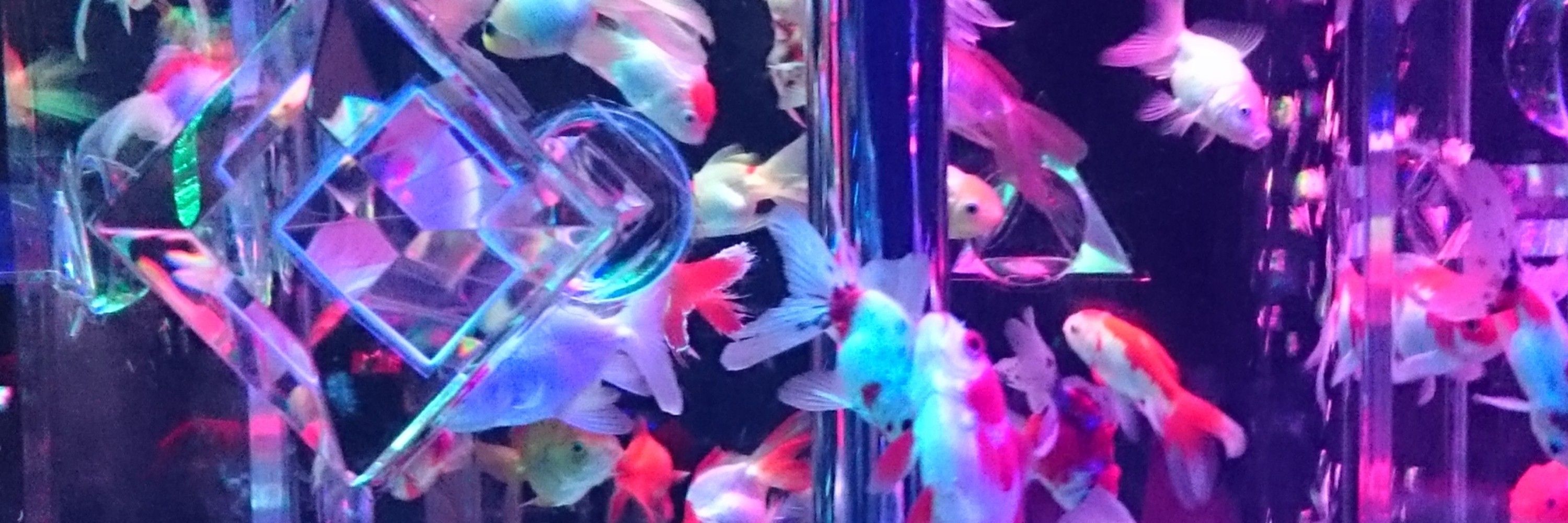 らいスケ