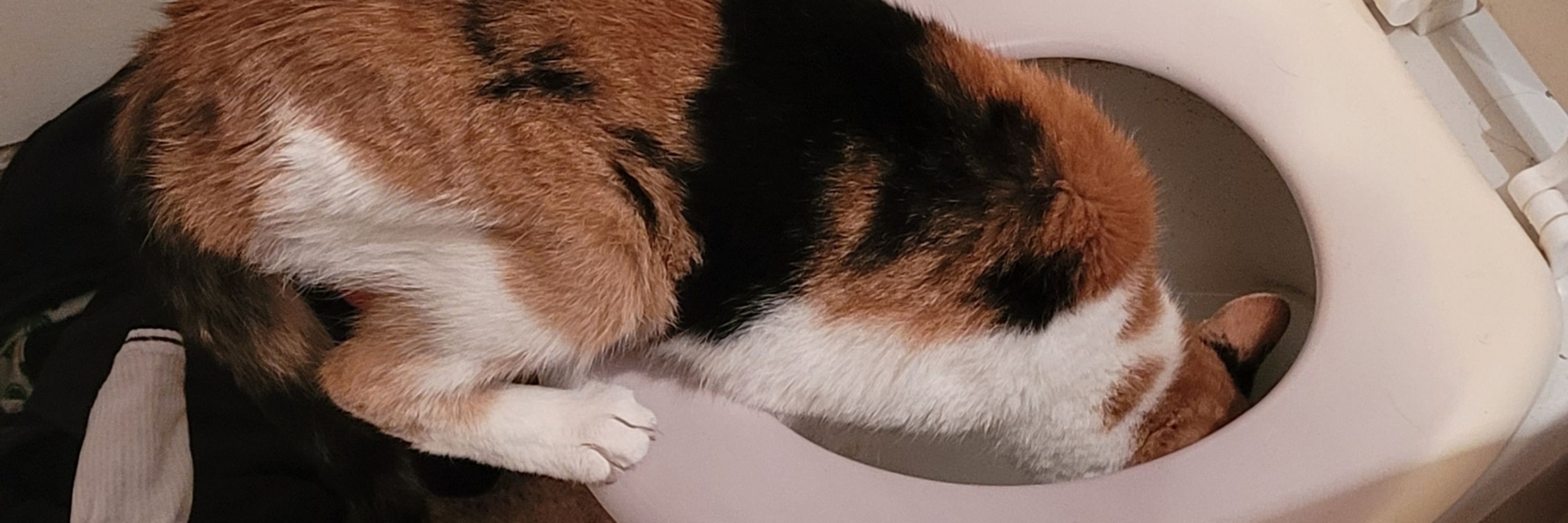 Pycca