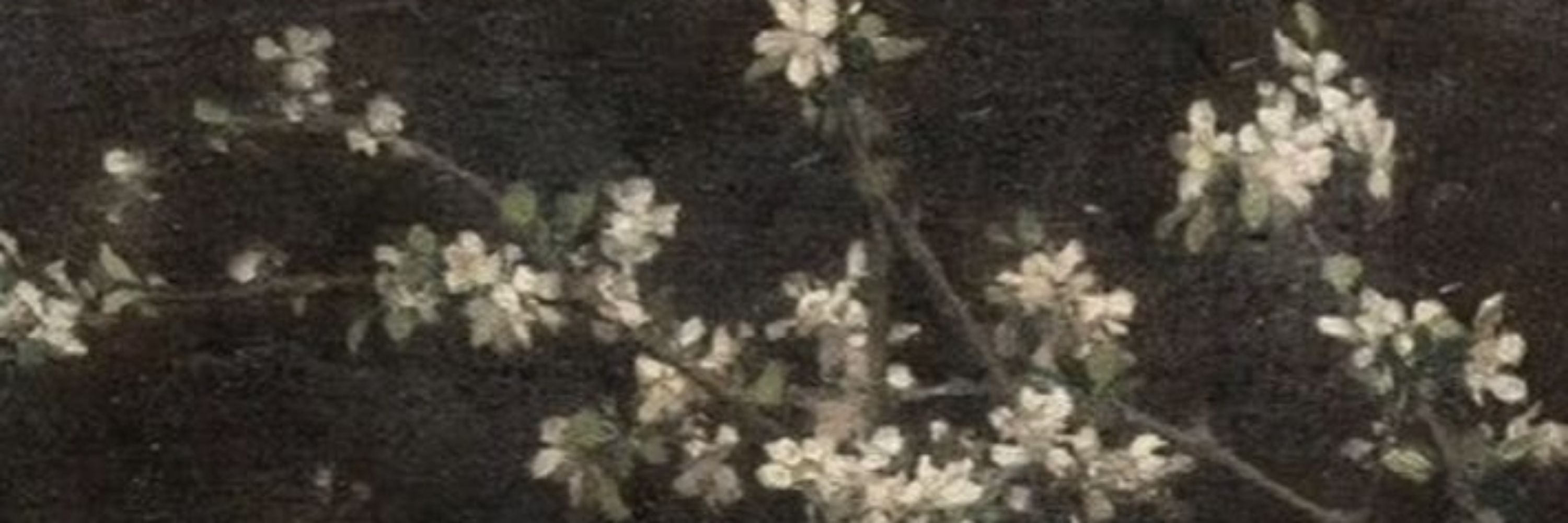 lializei
