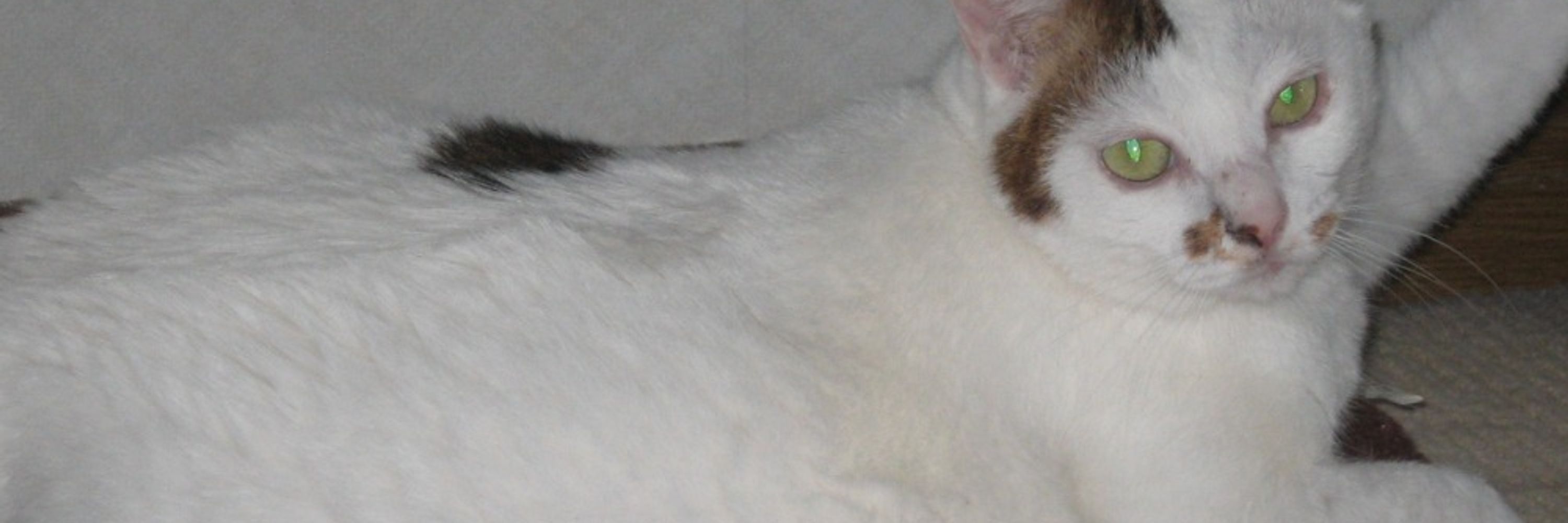 mimi