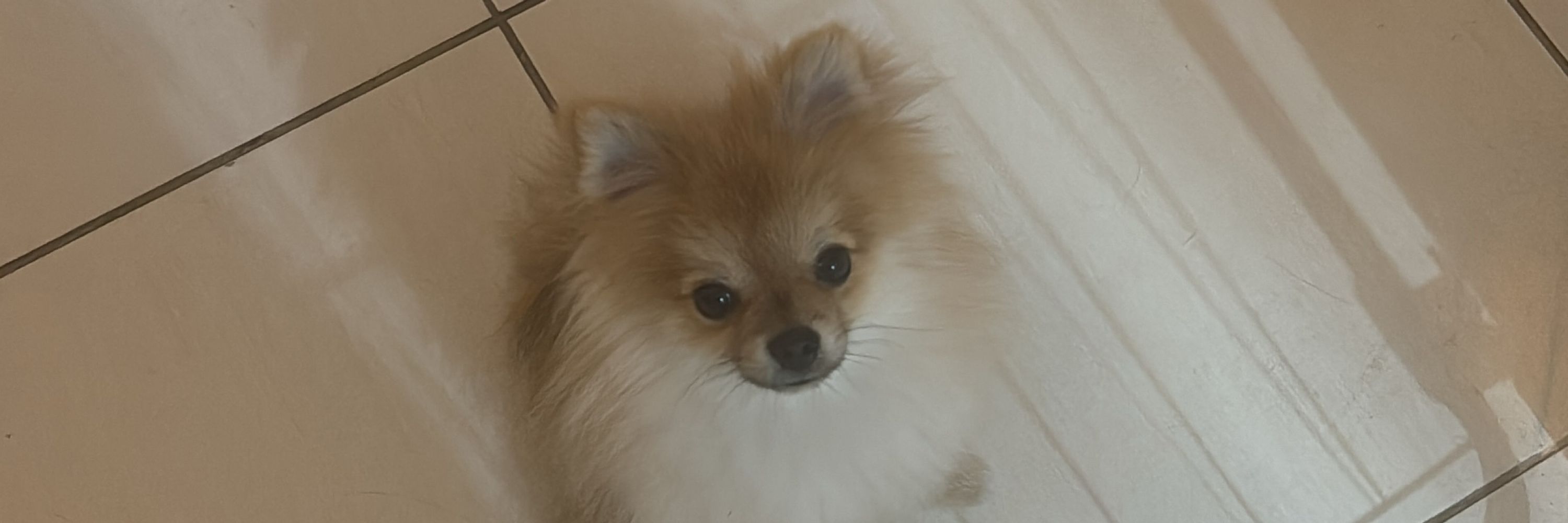 Luma