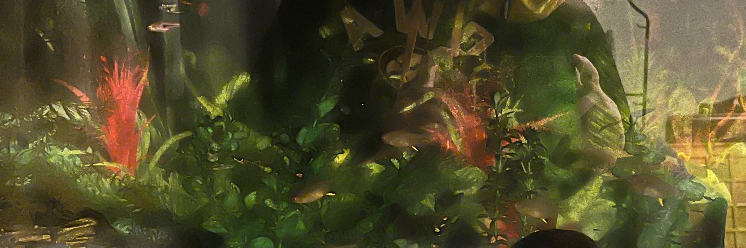 Fish Guy