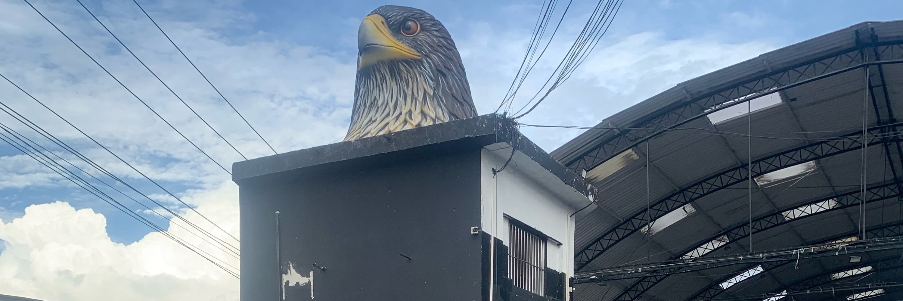 Marco Oliveira 🦅
