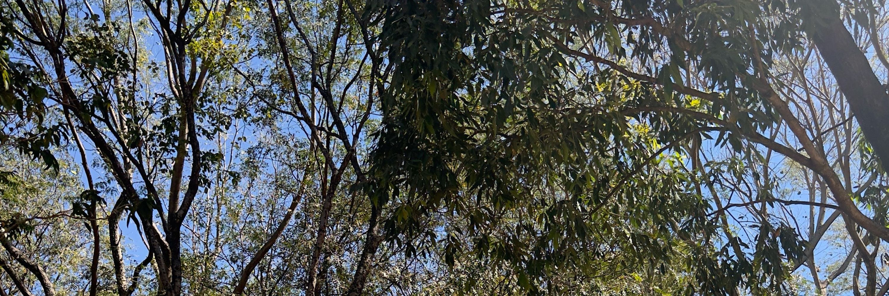 iaguin