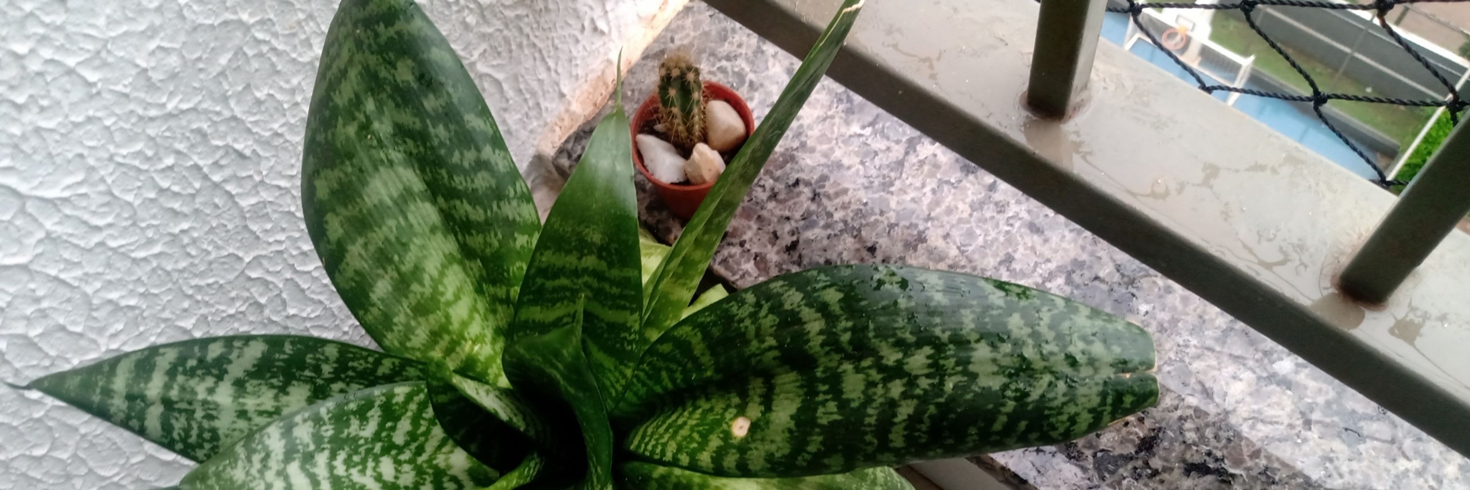 Enio San