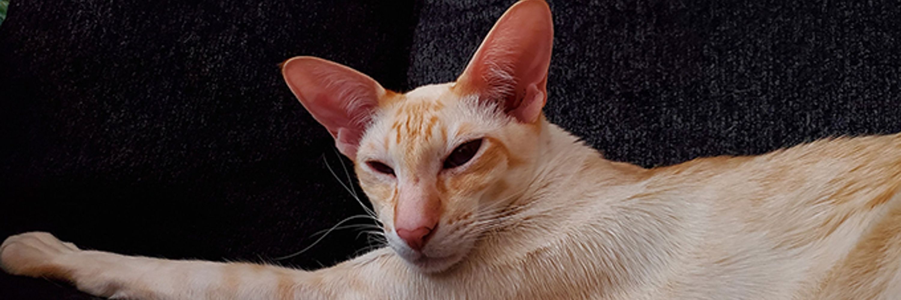 trollocat