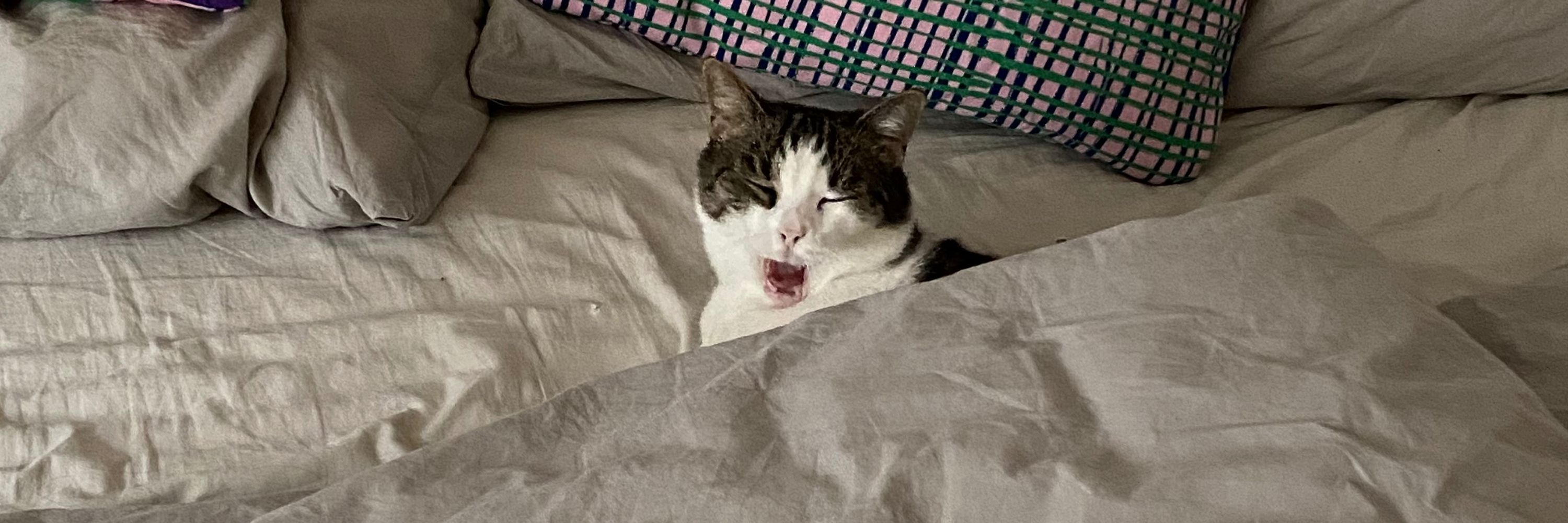 Lucie 