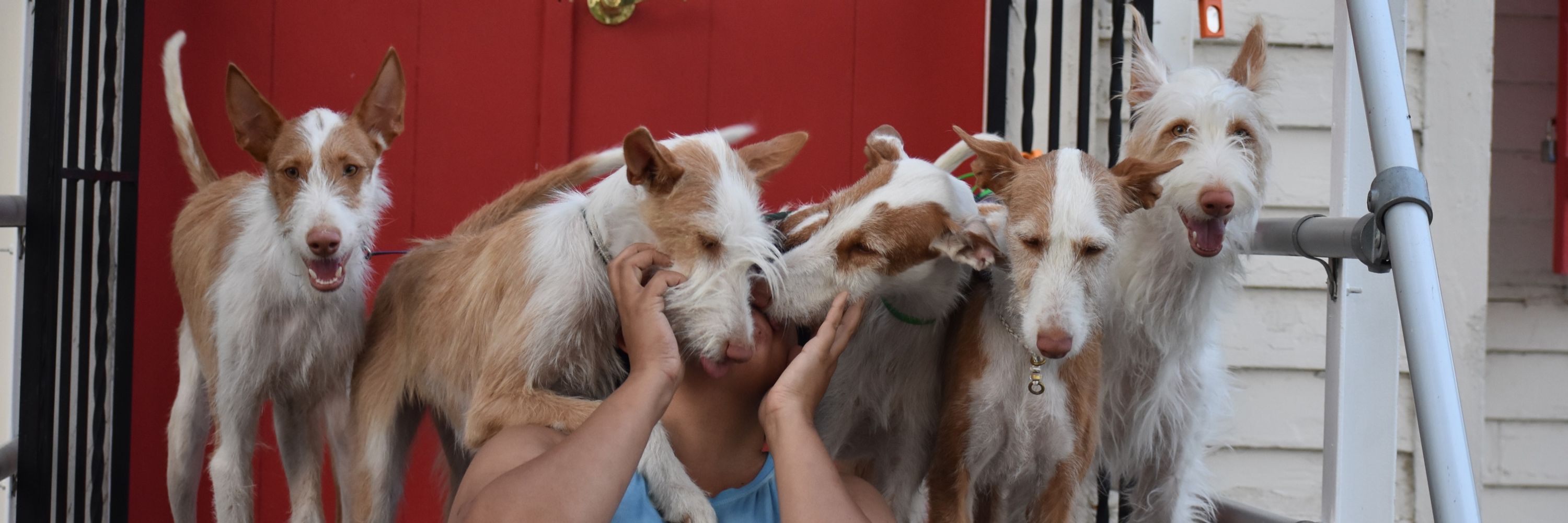 Dragorra Ibizan Hounds