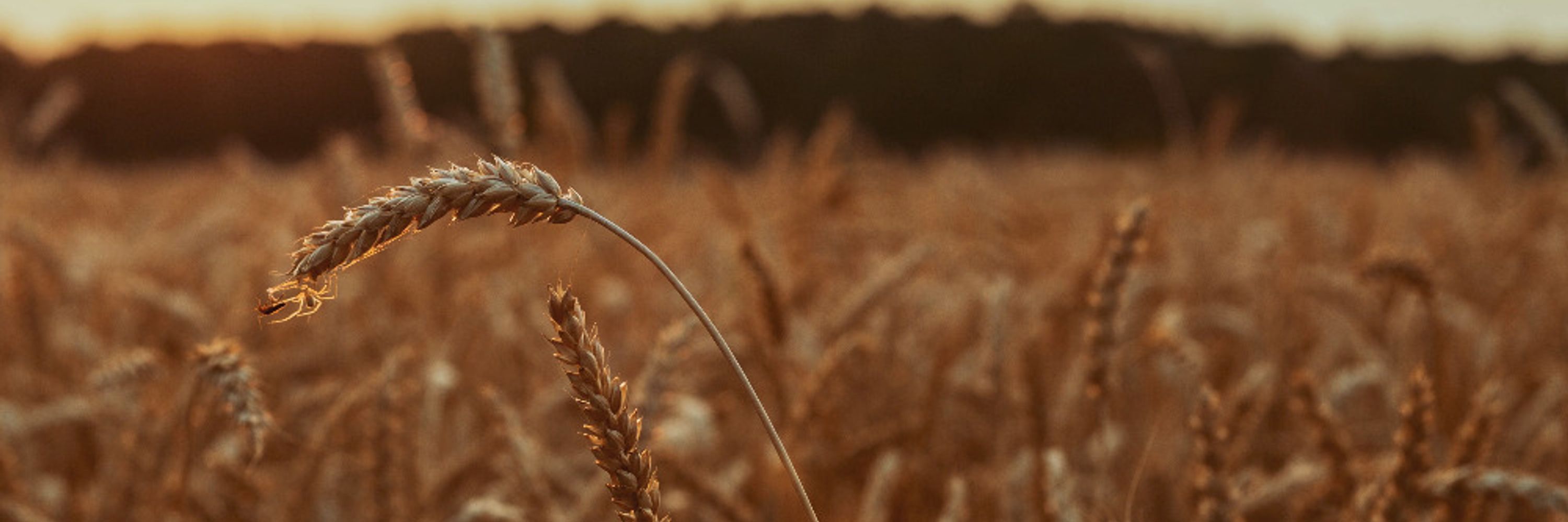 wheatflavored