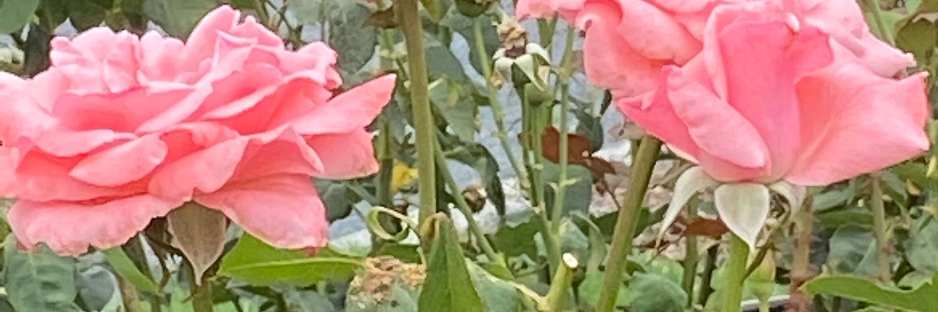 Floski