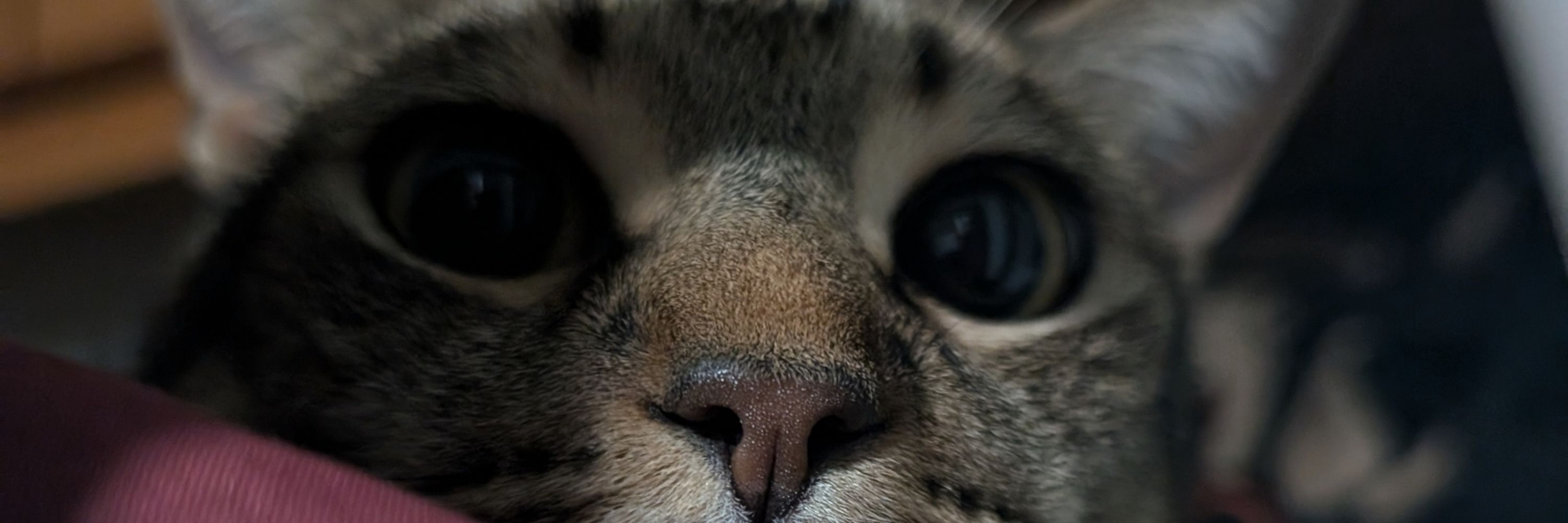Orio