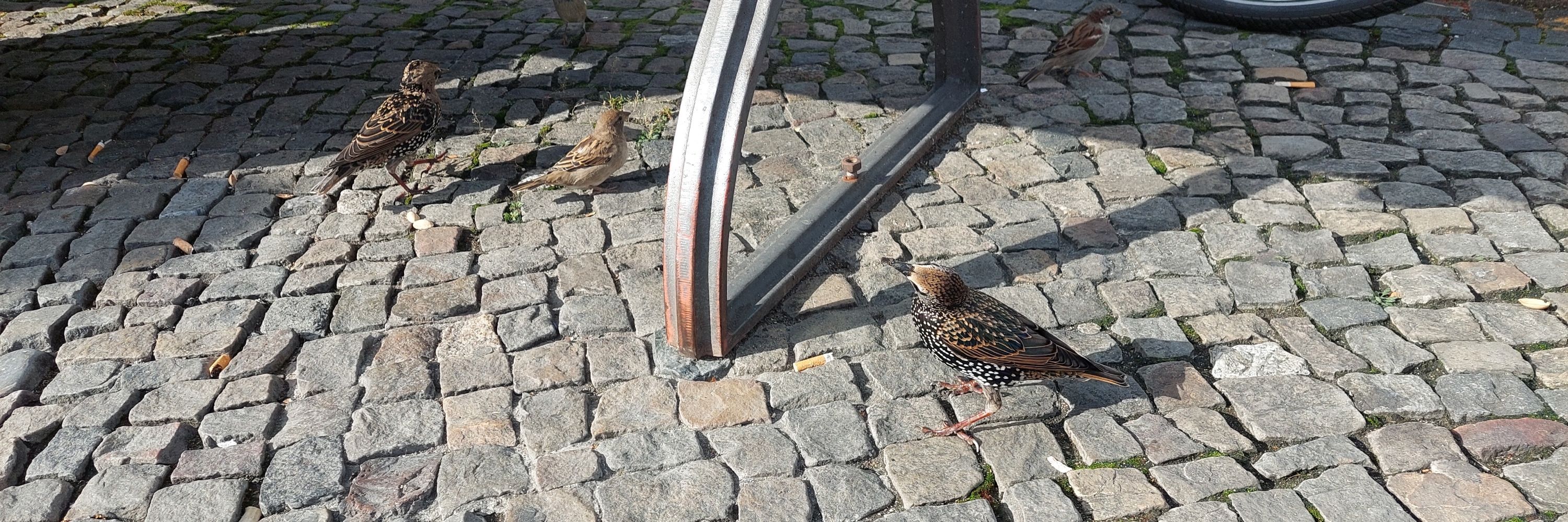 Schmunzelfee