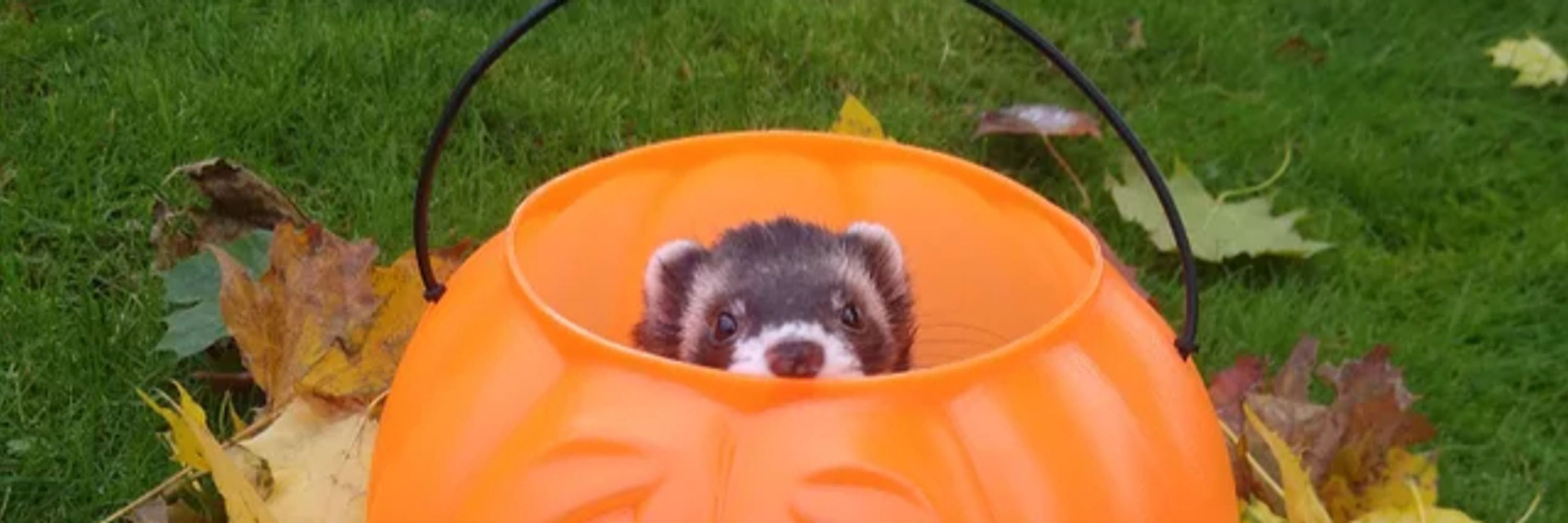 Wicked Ferret