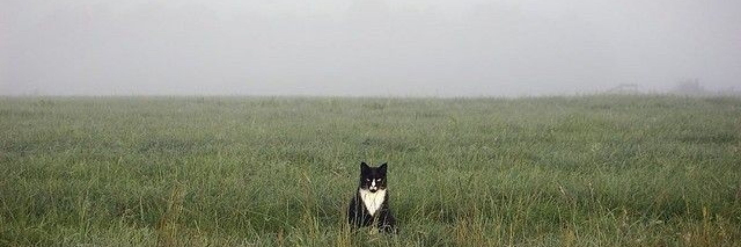 Чебурек