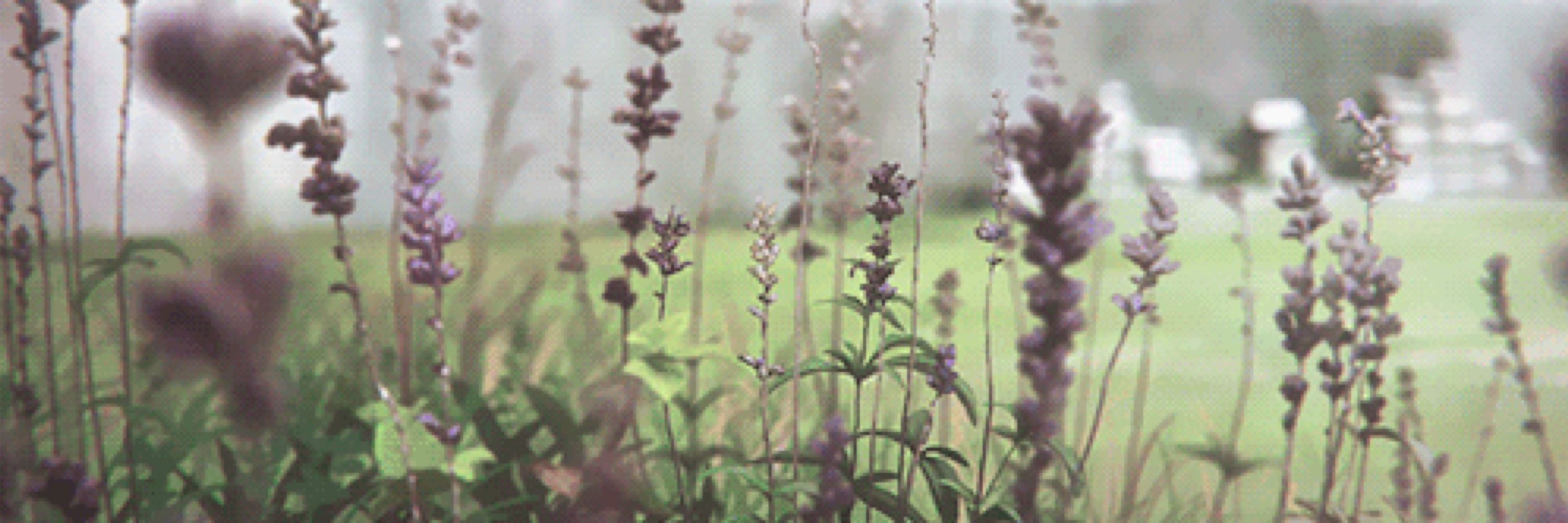 Sage