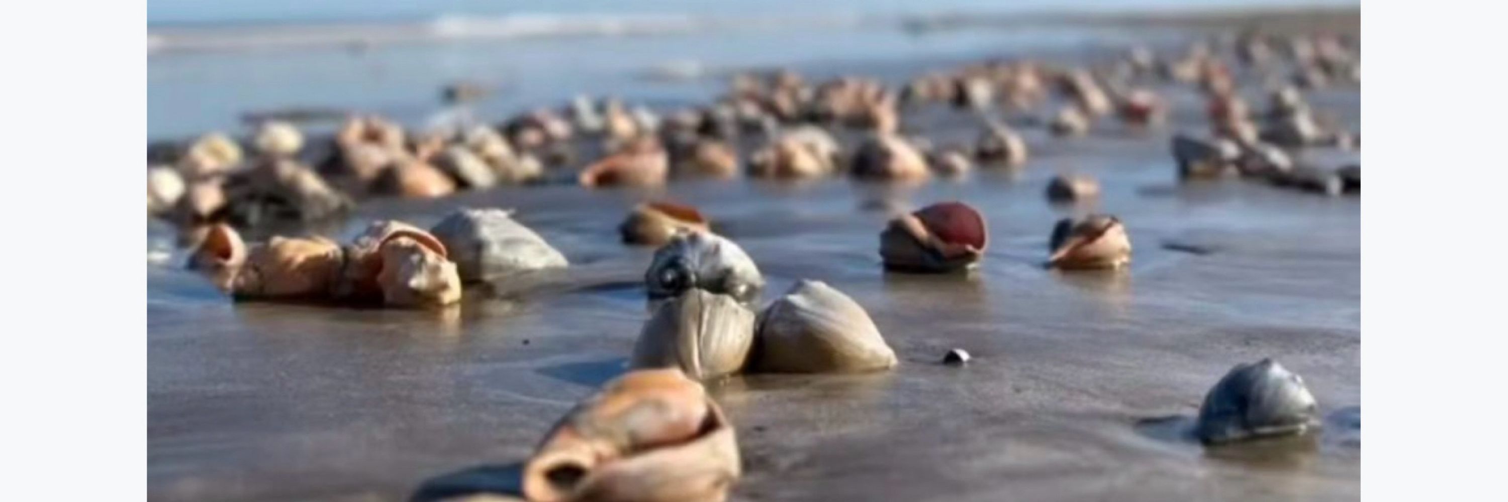 MAR