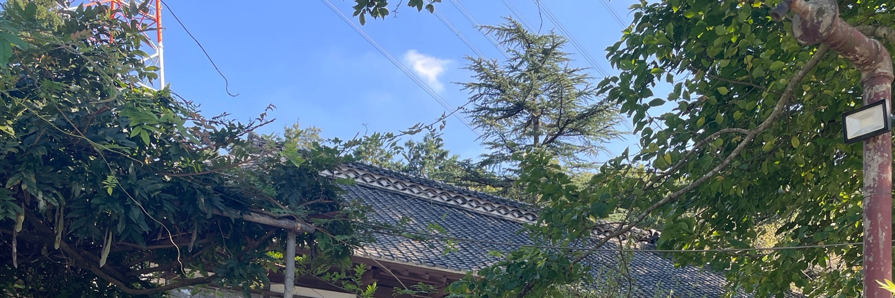 シャケぐま