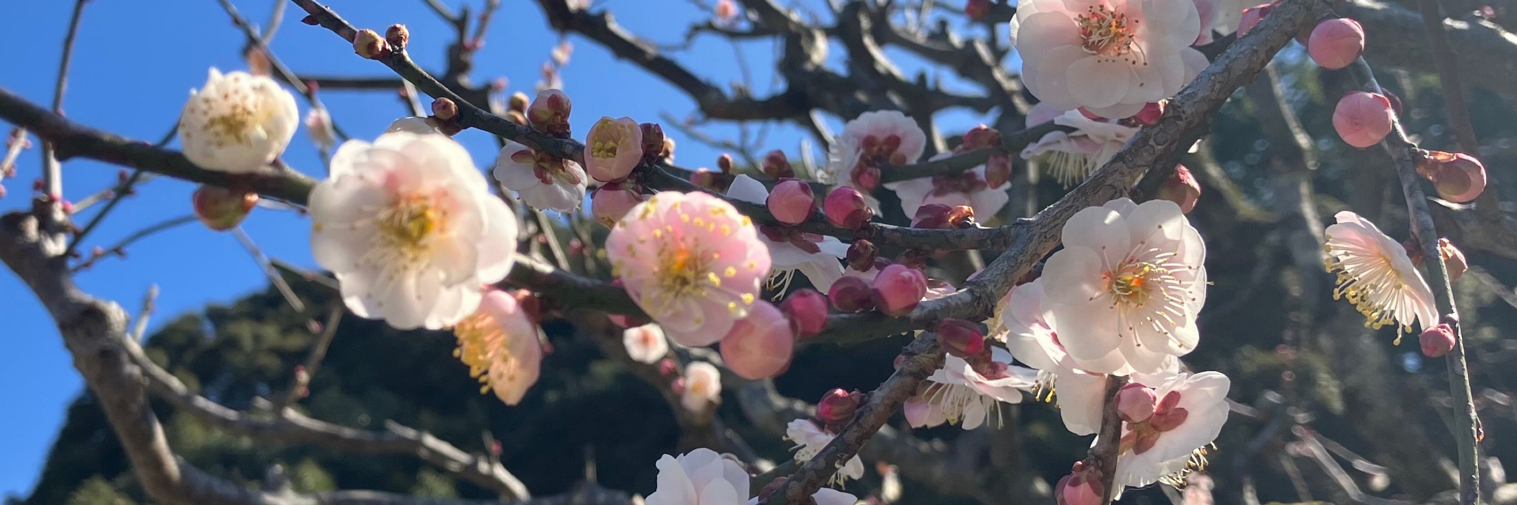 東屋