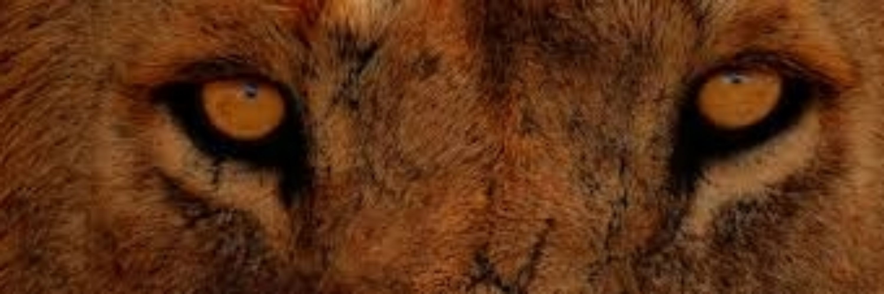 AnimalLover