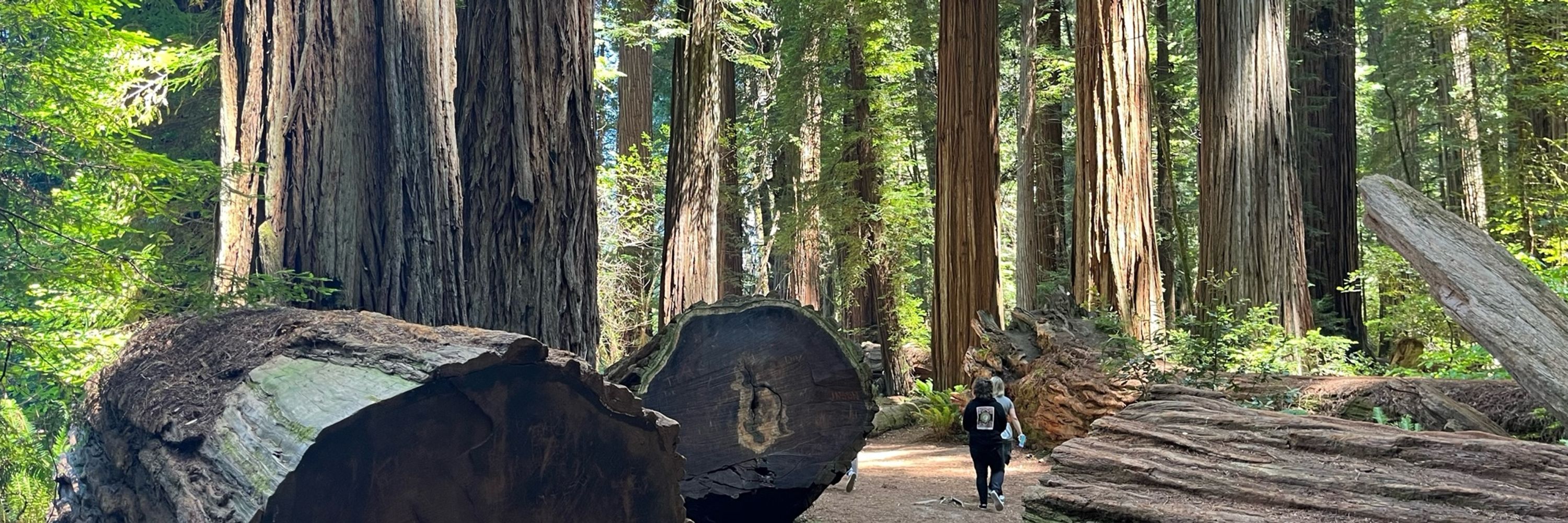 Redwood Progressive