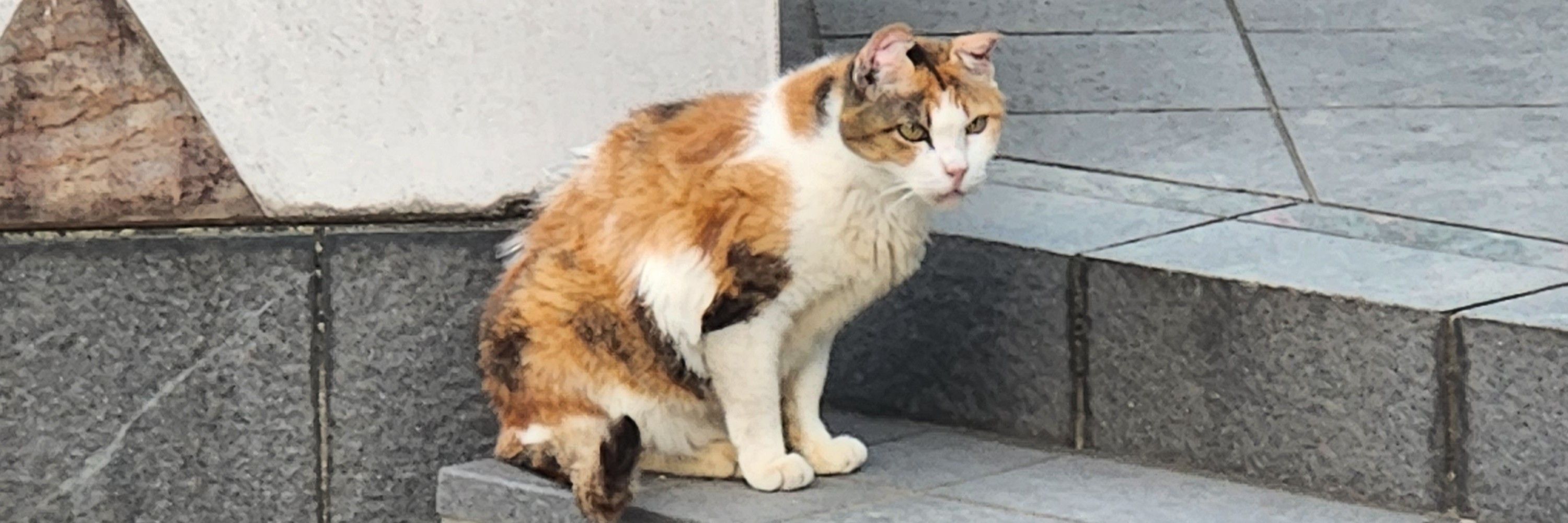 なぼ