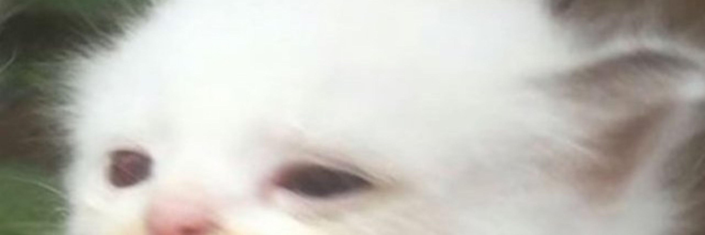 A Puff Ball