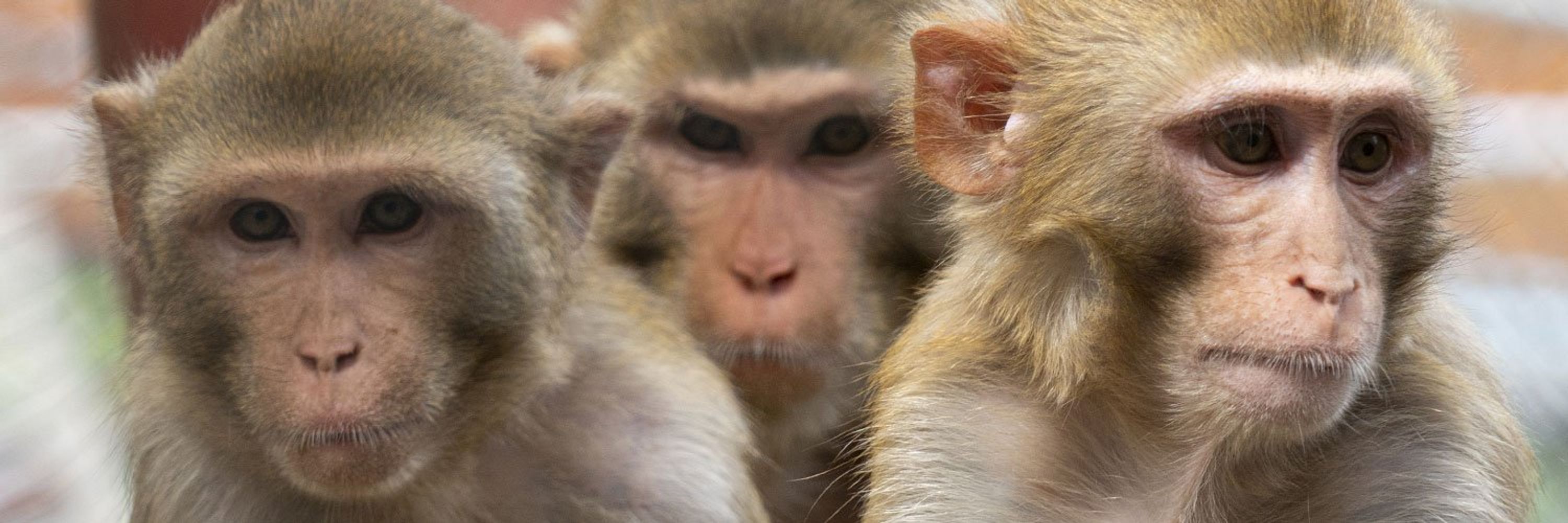 Biomedical Primate Research Centre