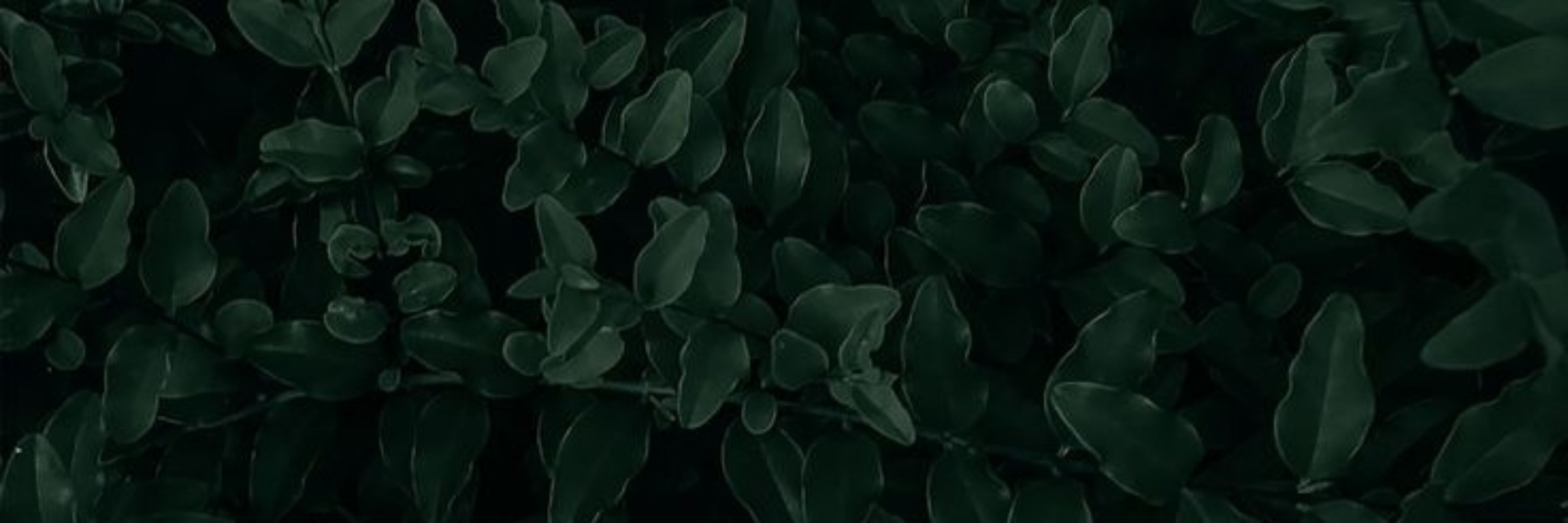 Mitsu 🌿🖤💜🔪
