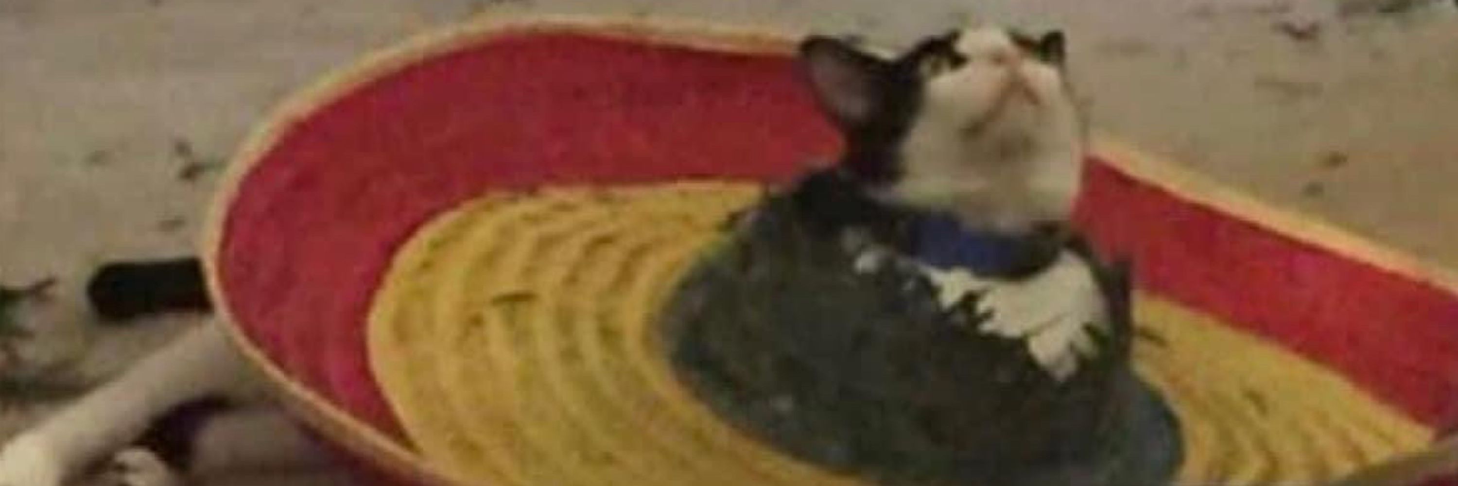 dan