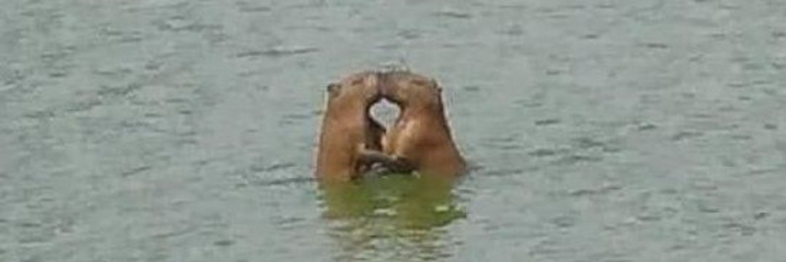 srtasponjagc