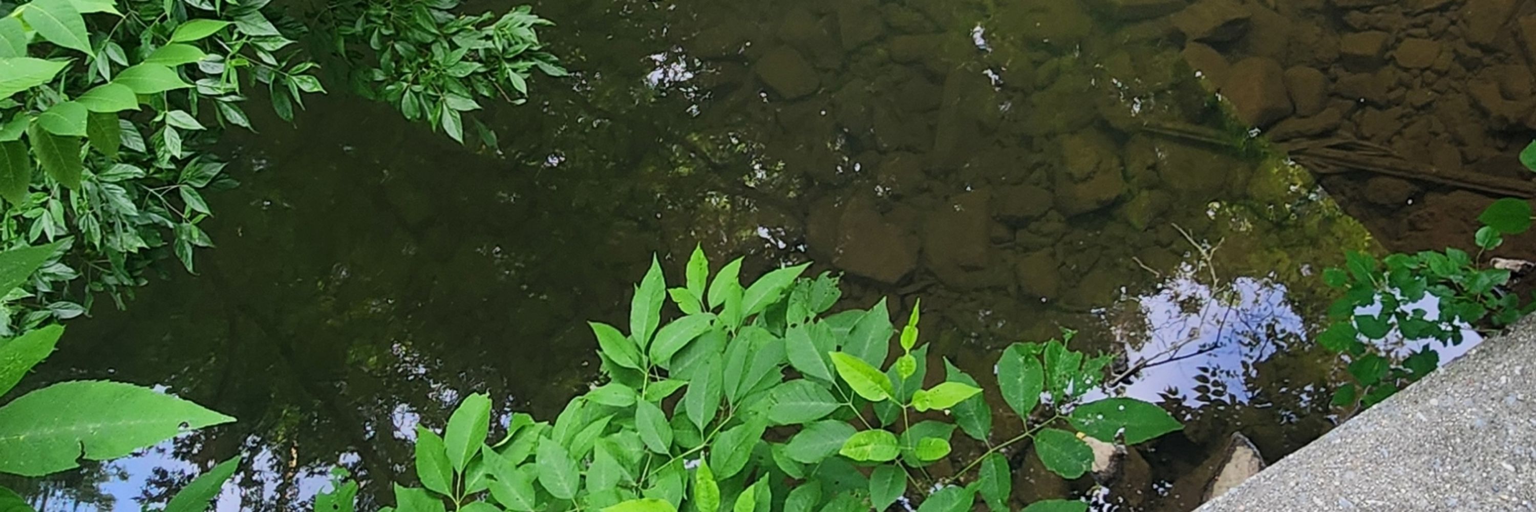 Kami