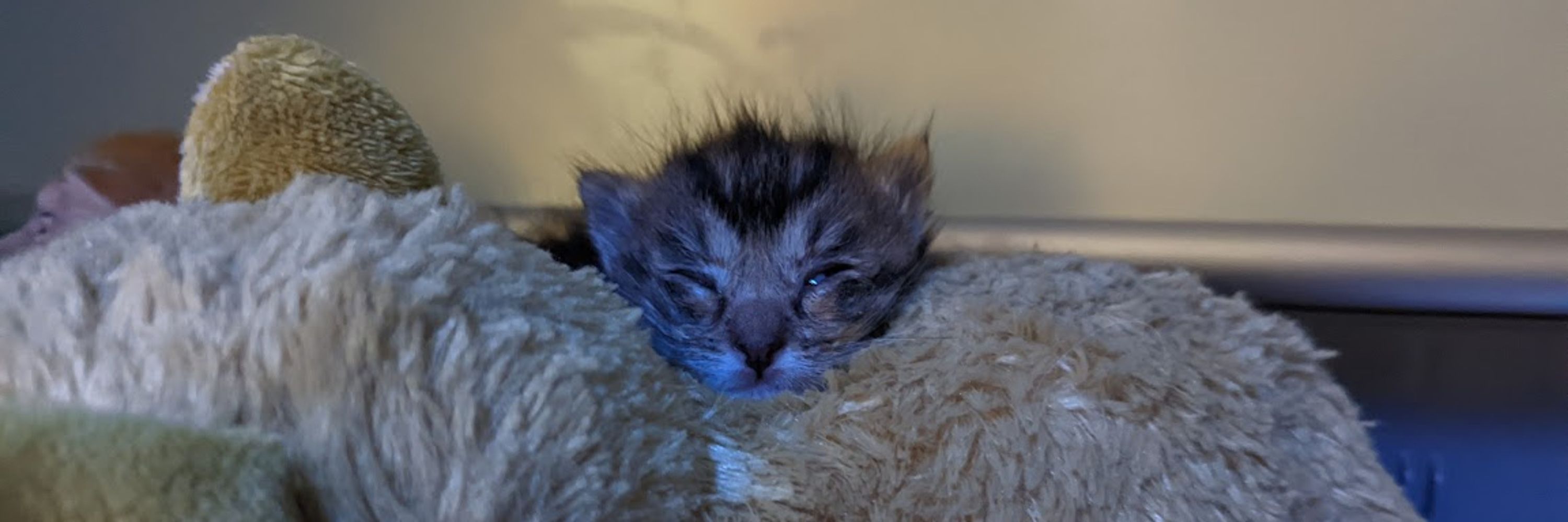 Feral House Cat