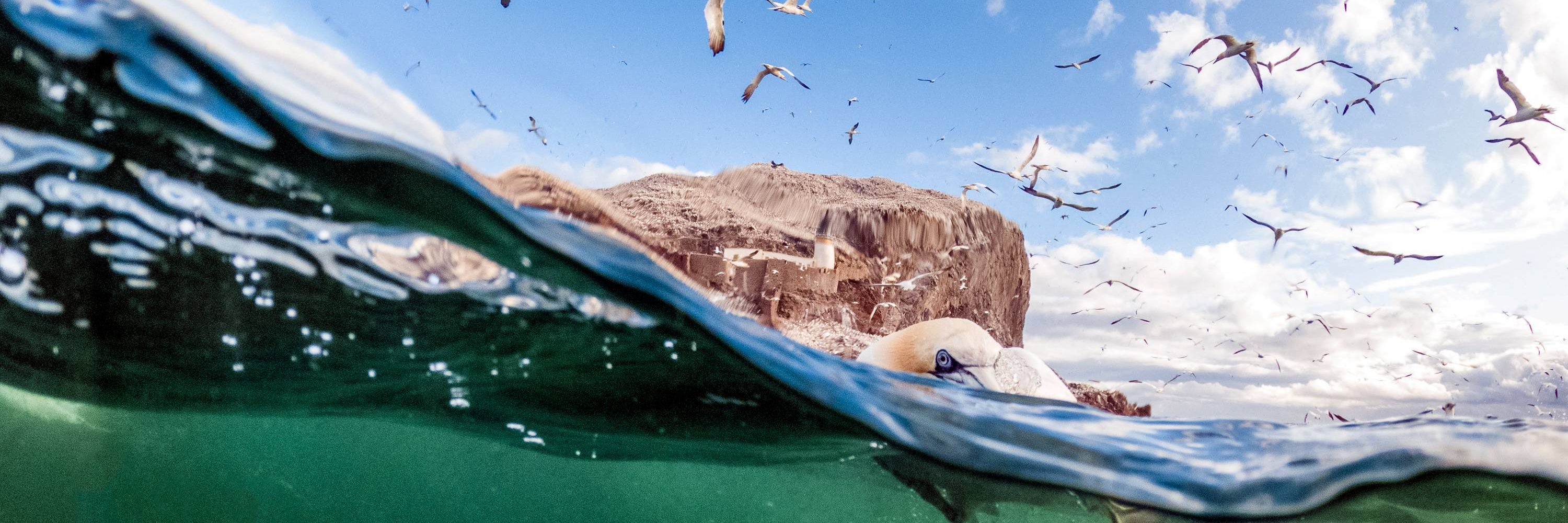 Scottish Seabird Centre