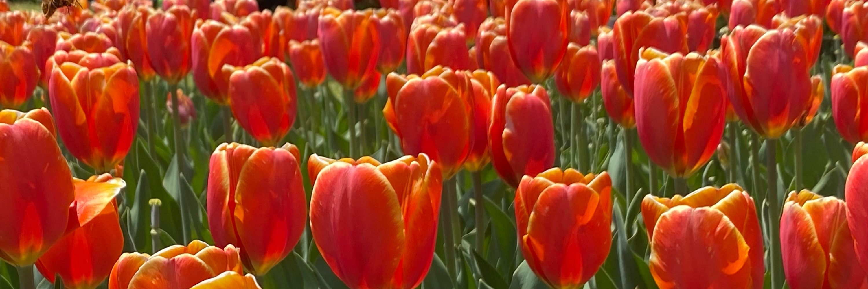 𝕡𝕒𝕣𝕣𝕠𝕥🌷