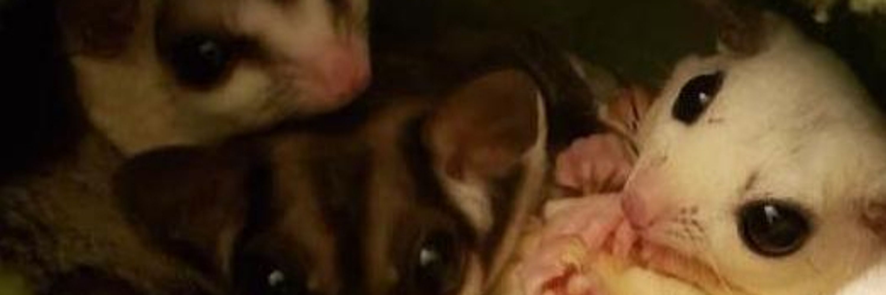 SillySugarGliders
