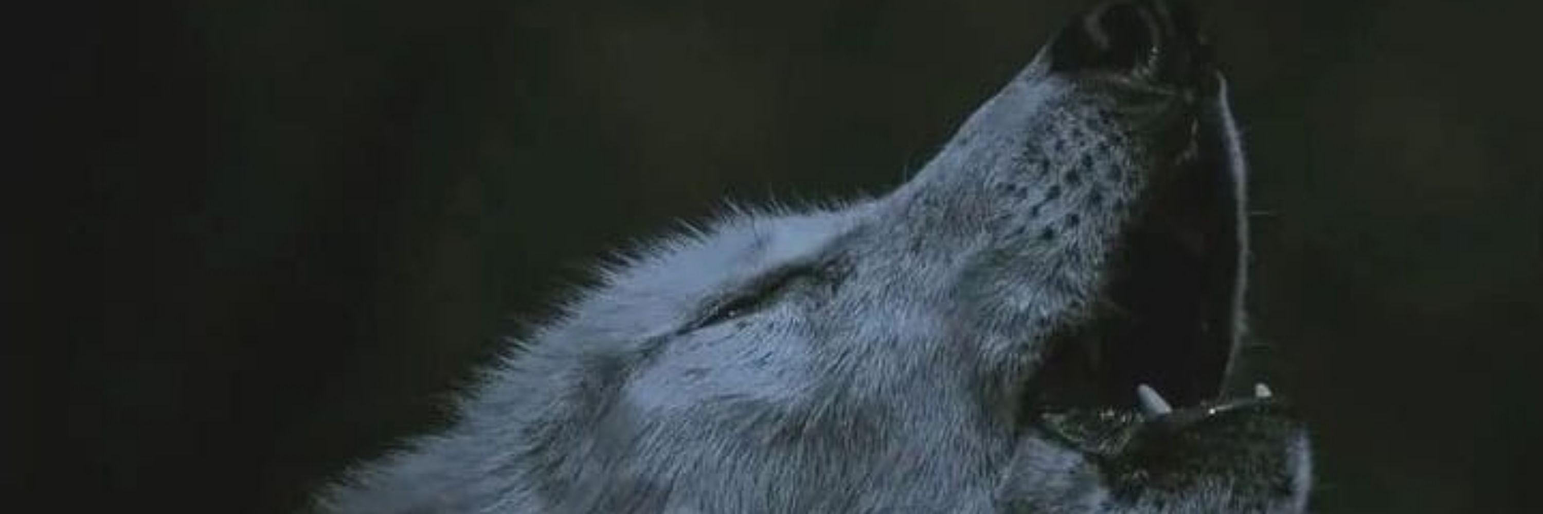 Alv🐺Volk
