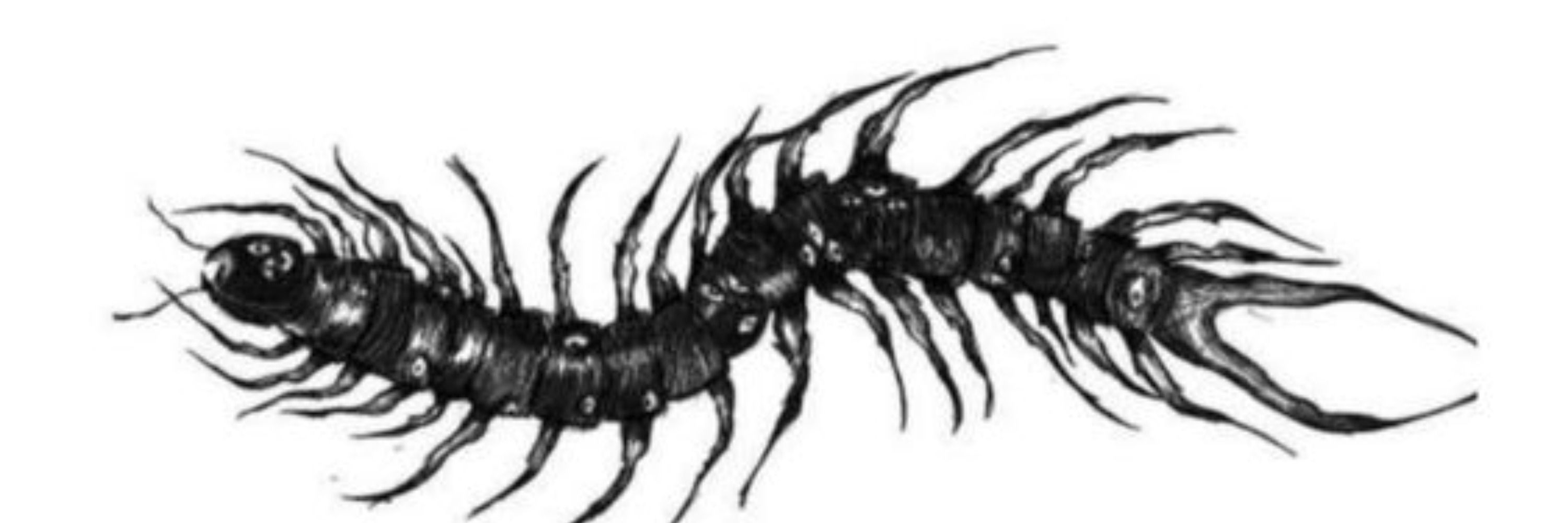 I LOOOVE CENTIPEDES